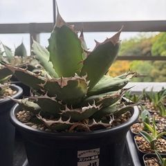 アガベ  チタノタ　の画像