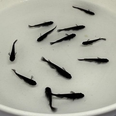 メダカ　オロチ　若魚　4匹　1000円‼️
の画像