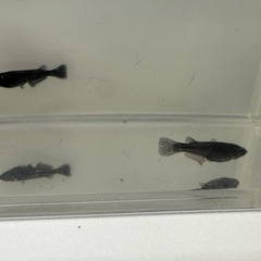 メダカ　オロチ　若魚　4匹　1000円‼️
の画像