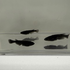 メダカ　オロチ　若魚　4匹　1000円‼️
の画像