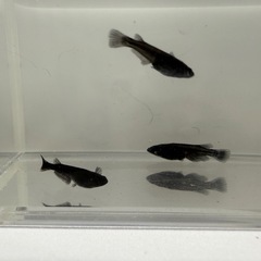 メダカ　オロチ　若魚　4匹　1000円‼️
の画像