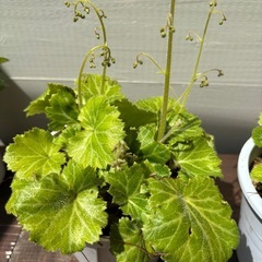 ユキノシタ　花苗付き　グランドカバー 　1ポットの画像