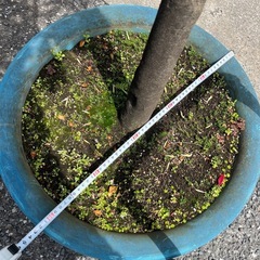 椿　庭木　鉢植えの画像