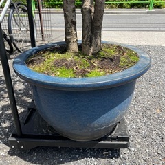 鉢植え　庭木の画像
