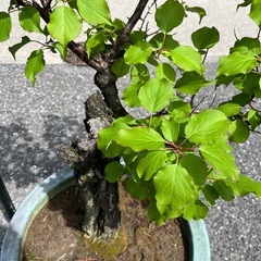 桜　？　鉢植えの画像