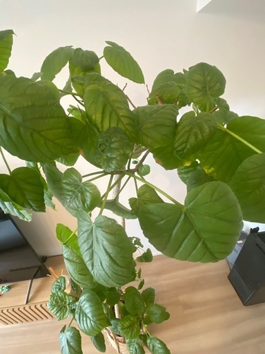 観葉植物　フィカス・ウンベラータ まがり 