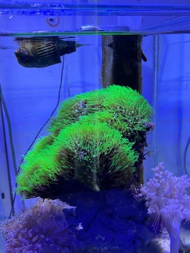 スターポリプ　海水魚　サンゴ スターポリプの飼育方法について徹底解説！ | Harutomo Aqua