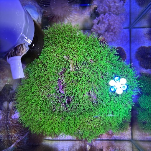 スターポリプ　海水魚　サンゴ
