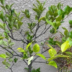 鉢植え　庭木　植木　植物の画像