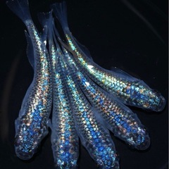 高級メダカ幼魚以上10匹+aの画像