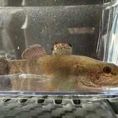 🐠ハゼ（種類不明） 全長±10㎝ 1匹200円【在庫1匹】No.01の画像