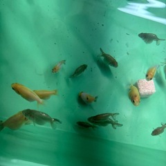 らんちゅう 赤ちゃんの画像