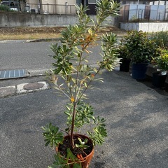 バンクシア　コーストの画像