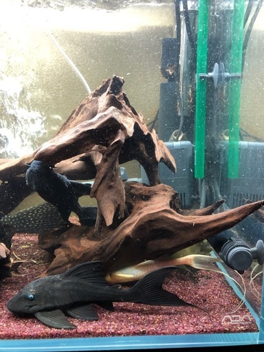 ADA  熱帯魚　プレコ水槽　アクアリウム　水槽