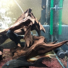 ADA 熱帯魚　アクアリウム　水槽の画像