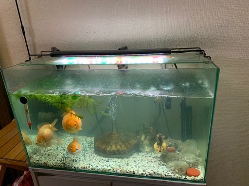 ピンポンパール6匹と６ヶ月使用状態良しグラステリア600水槽アクアリウムセット