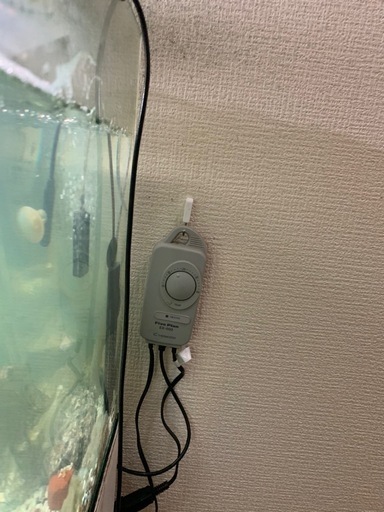 ピンポンパール6匹と６ヶ月使用状態良しグラステリア600水槽アクアリウムセット 福岡県のピンポンパールの中古が安い！激安で譲ります・無料であげます 