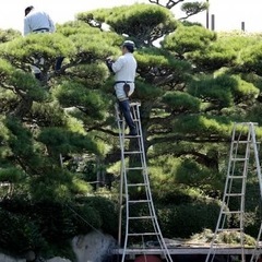 お庭の不要な樹木伐採します‼️