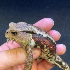 katamuri様専用 
ニホンヒキガエル 1匹 その④ ヒキガエルの画像