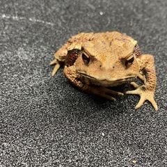 katamuri様専用 
ニホンヒキガエル 1匹 その④ ヒキガエルの画像