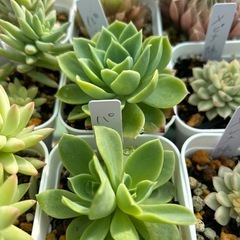 多肉植物  エケベリア パンジー
の画像