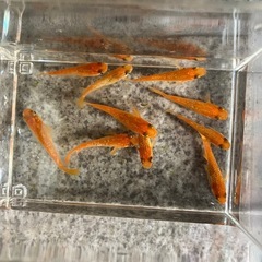 メダカ　紅華　5ペア　②
の画像