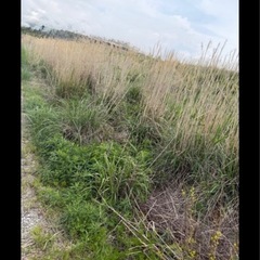 ゴールデンウィークの草刈