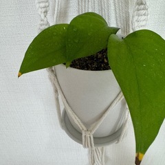 観葉植物　ポトス　鉢なし　①の画像