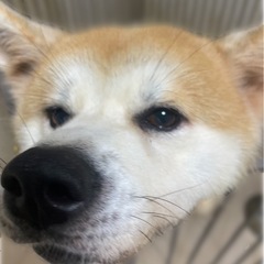 秋田犬の女の子🐕 ͗ ͗の画像