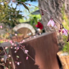 GWに一緒に遊べる方募集｜25歳｜車あり｜ドライブとか植物…