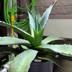 アガベ　オバティフォリア　ドライガーデン　観葉植物の画像