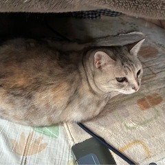 誰か猫を引き取っていただきたいです - 猫