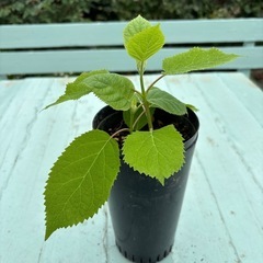 アナベルの画像