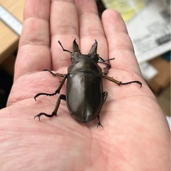 ②ババオウゴンオニ クワガタ　ペアの画像