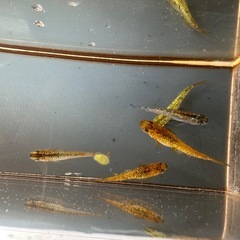 メダカ ラメ王👑 2ペア＋メスの画像