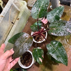 観葉植物あげますの画像