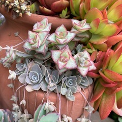 多肉植物 子持ち蓮華の画像