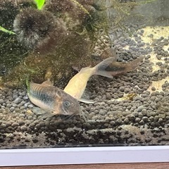 赤コリドラス稚魚の画像