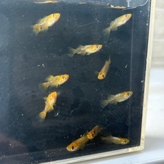 メダカ　華蕾　3ペア　若魚　産卵中の画像