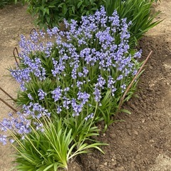 4月31日まで！シラー の画像
