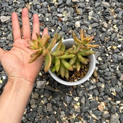 抜き苗です。多肉植物  種類分かりません。の画像