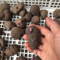 紫山芋　つくね芋　種　むかご　1kgの画像