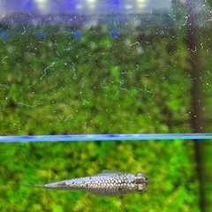 改良メダカ　金龍　1匹
の画像