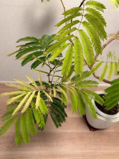 エバーフレッシュ　観葉植物　　160cm 曲がり木仕立て