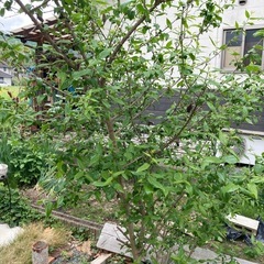 ロウバイ　大苗　元気よく育ってます！植物　ガーデニングの画像