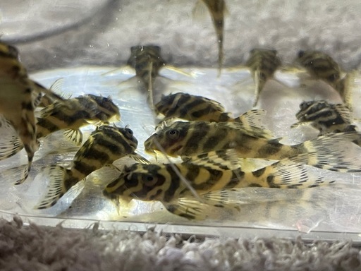キンペコの稚魚10匹 3月に孵化したキンペコ稚魚10匹を親がいる60cm水槽へ引っ越しさせまし