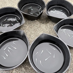 【お値打ちメダカ‼️】フサヒレメダカ（エメキン）８匹セットの画像