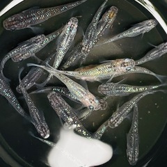 夜桜　5匹　メダカ　めだかの画像