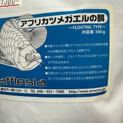 アフリカツメガエル　10匹セット　餌用の画像