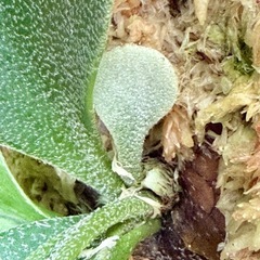 ビカクシダ　ヒリー.パオパオの画像